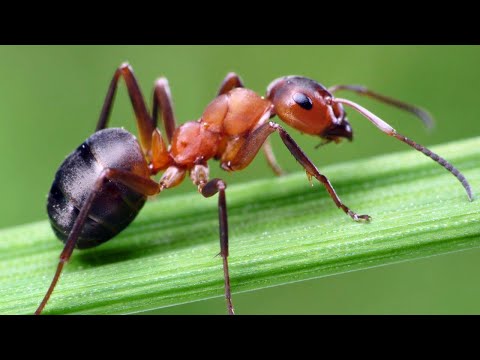 ვიდეო: აქვს ჭიანჭველას ფრთები?