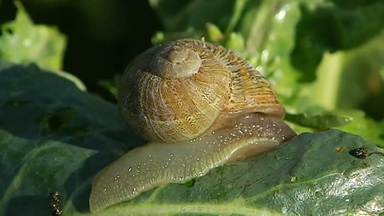 La cría del caracol en Andalucía