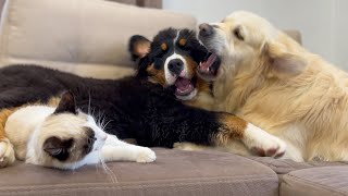Bernese Mountain Dog Puppy Plays with Kitten and Golden Retriever at the Same Time!