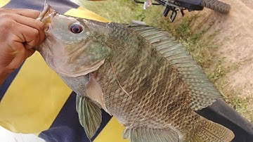 Fish hunting||Catching Giant Tilapia fishing