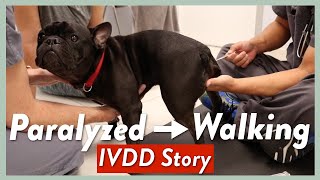 French Bulldog Is Diagnosed With IVDD