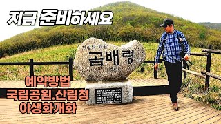 Is There Such A Beautiful Mountain In Korea? Wildflower Paradise In Korea  Resembling A Bear'S Belly - Youtube