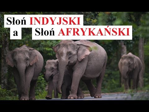 Wideo: Różnica Między Słoniami Afrykańskimi A Słoniami Azjatyckimi