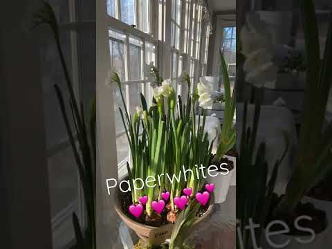 Video: Paperwhite Bulb Reblooming - Hur får man pappersvitor att blomma igen