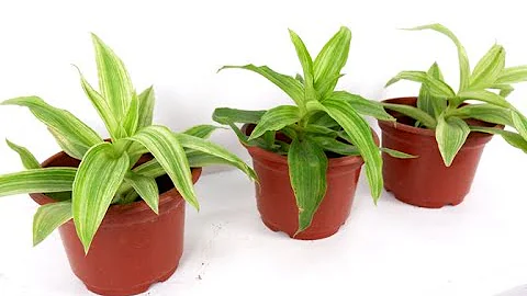 How to Propagate Callisia Fragrans Variegated Meln...