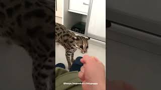 Busya Comes to Attack?? : Asian Leopard Cat #shorts