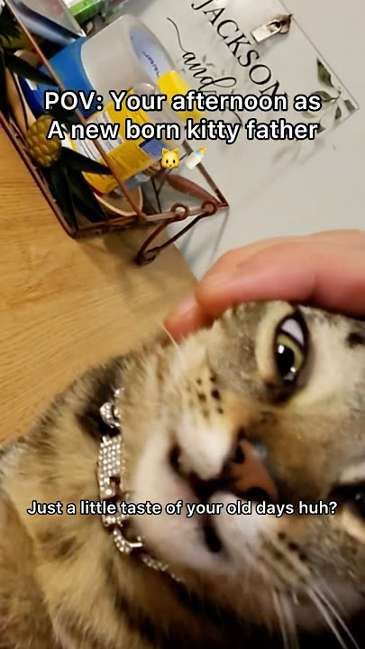 Mr Ming Ming is now Mrs Ming Ming… he’s a shape shifter 😦#pov #cat #newbornkittens #shorts