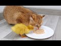 子猫と赤ちゃんアヒルが一緒に朝食を食べる