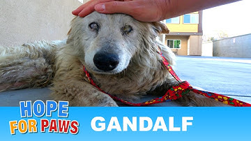 A sad video about a senior blind dog abandoned by his owner. 💔 (viewer discretion advised)