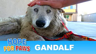A sad video about a senior blind dog abandoned by his owner. 💔 (viewer discretion advised)