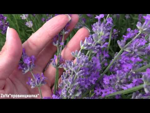 ЛАВАНДА/ сорта/ уход осенью/ подготовка к зиме/ #lavender #thegarden