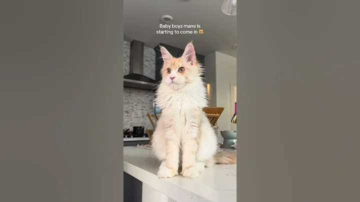 Video 7869881: mainecoonlovers mainecoons cat, cat kitten mainecoonlovers