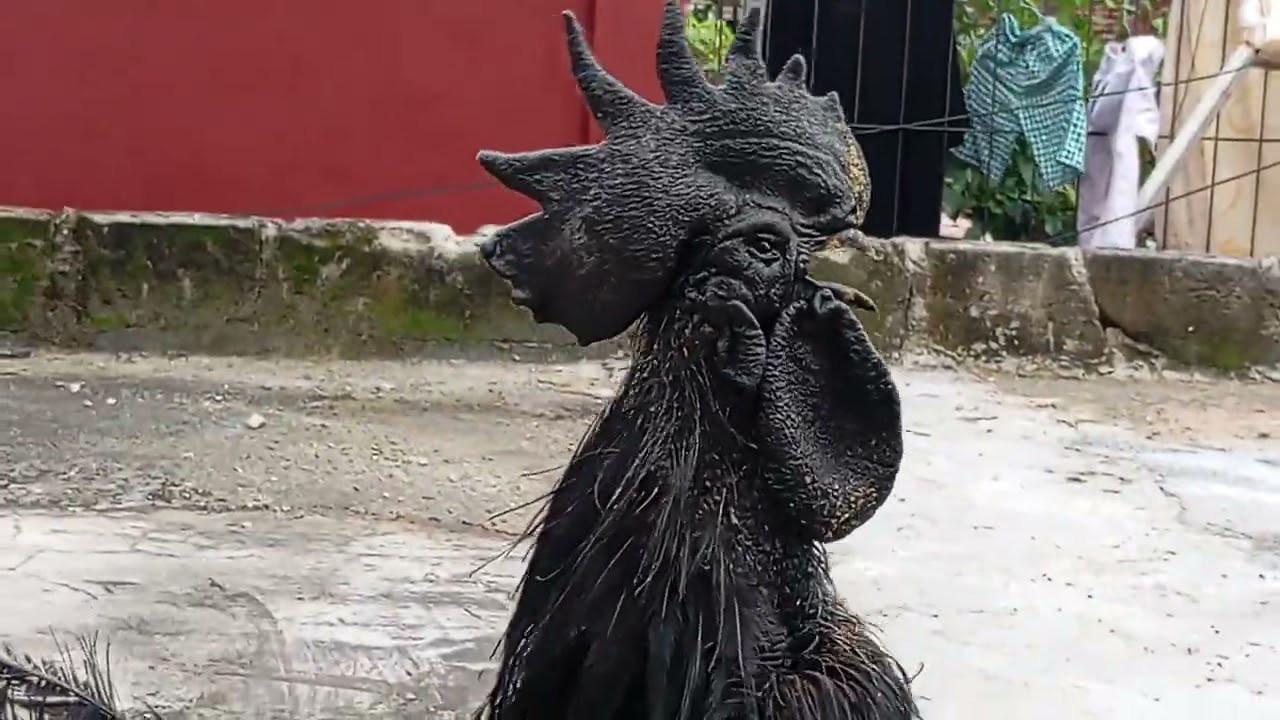 Lepas sore hari jago cemani 