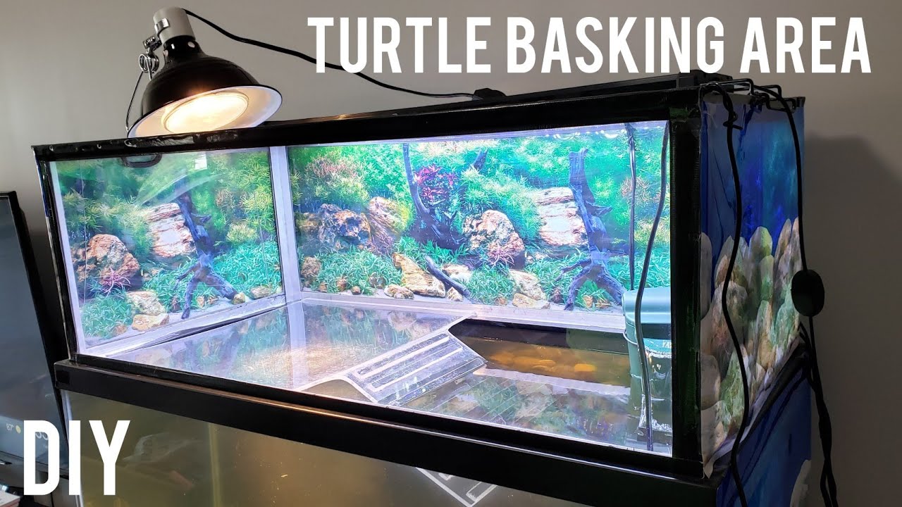 26 DIY Turtle Basking Area Ideas For A Perfect Sunning Spot – The Turtle Hub