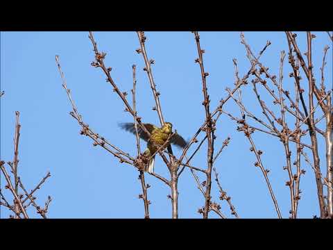 Il canto degli uccelli del bosco: Lo zigolo giallo (Emberiza citrinella). Video: Nikon Coolpix P1000