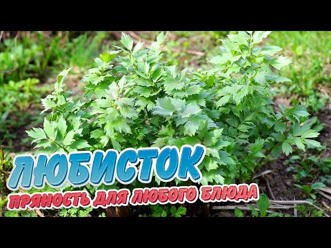 Любисток - пряность для любого блюда