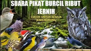 SUARA PIKAT BURCIL/JERNIH