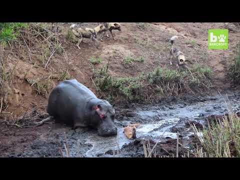 Hippo saves Deer?!?!