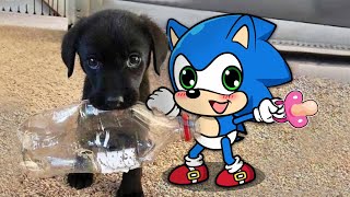 Aww, Little Puppy vs Baby Sonic so Cute 😾🐶 Sonic in Real Life | Funniest Cats And Dogs Videos