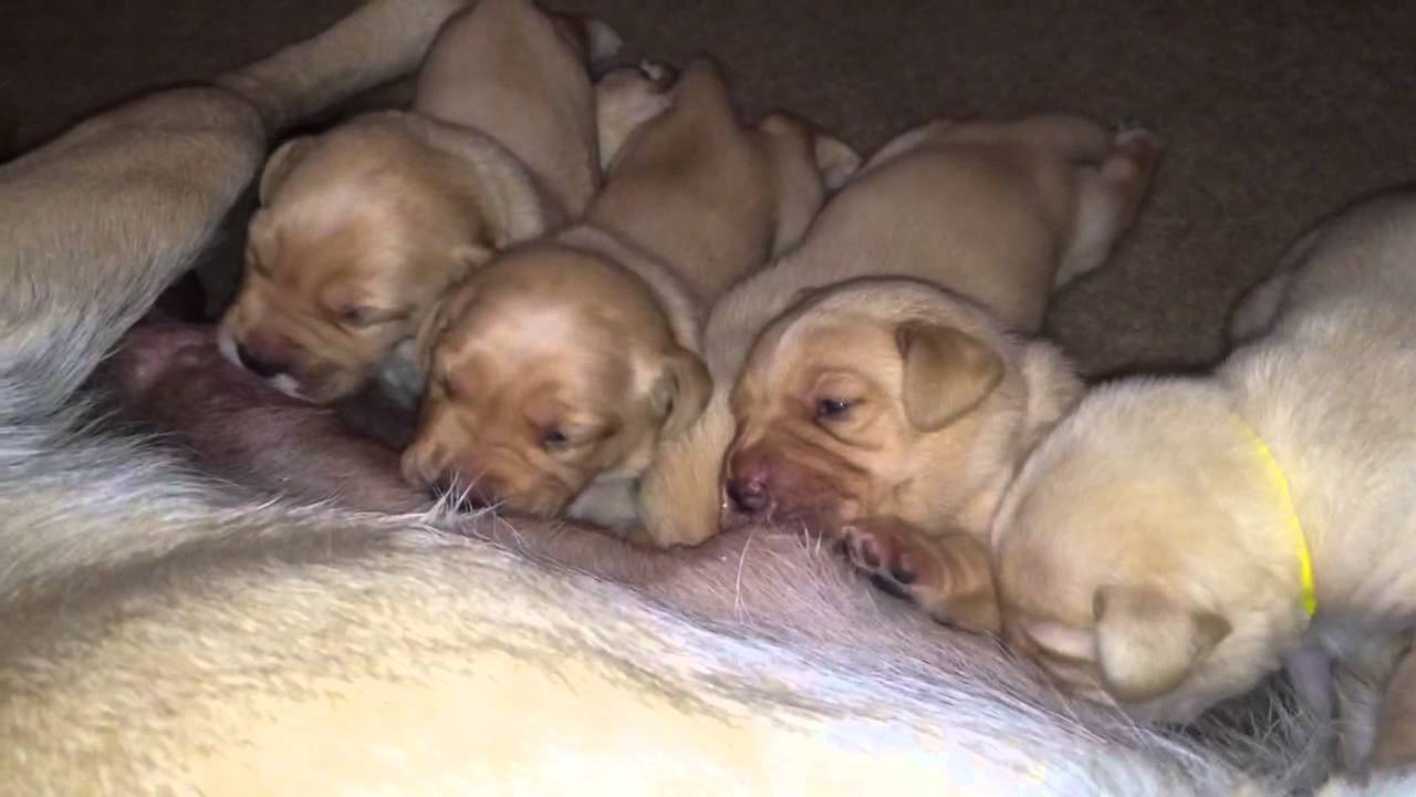 13 day old labrador puppies feeding - YouTube