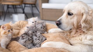 Golden Retriever Reacts to Kittens Taking Over His Dog Bed