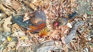 dib qaib qus tuaj zoo heev tua deb 50m nawb 2020🤣🤣🤣🤣