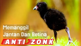 🔴Sangat Ampuh‼️Suara Anakan Burung Sintar Ladang Untuk Pikat Banyak Yang Datang