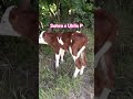 Sahra x Uklic P : un veau sans cornes ? #élevage #naissance #vache #agriculture
