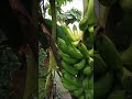 Home garden kela #india #Fadve Boy #shortsvideo #kelas