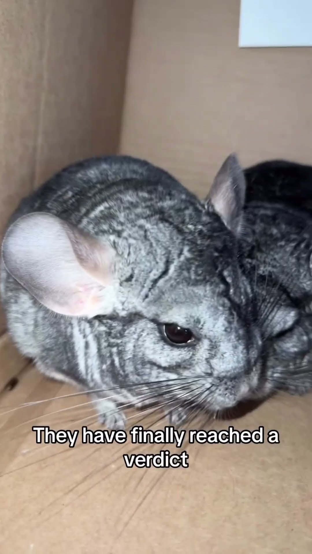 The council of chinchillas