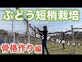 ぶどうの短梢栽培【骨格作り編】〜初心者だからこそ知ってから始めてほしい〜