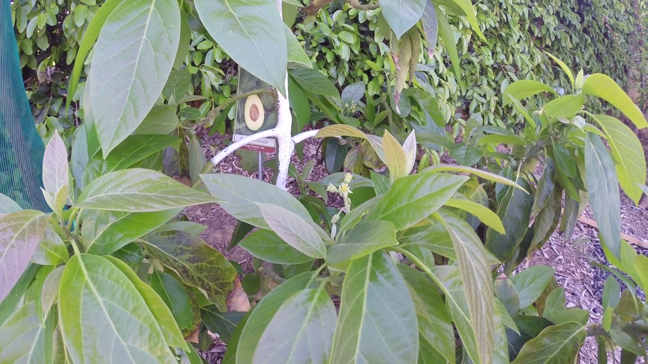 Hass, Bacon and Holiday Avocado Spring Flush and Blossoms