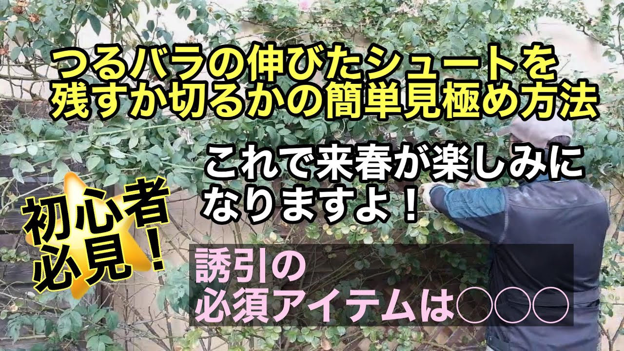 つるバラの伸びたシュートを残すか切るかを簡単に見極める方法！