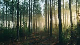 Sunrise Forest in 4K – 1 Hour Relaxing Nature Wallpaper screenshot 2