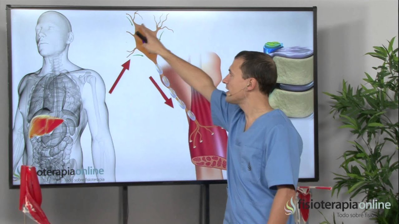 infantile systemic hyalinosis ¿Qué es y qué causa una lumbalgia o lumbago? - Fisioterapia Bilbao