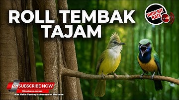 Masteran Kunti Ngecir Mix Cucak Jenggot Beset Rapet Materi Cucak Cungkok Super Gacor