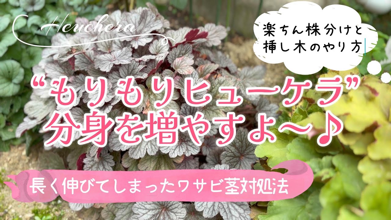 【ヒューケラの増やし方】【株分けと挿し木＊簡単な方法】【ワサビ茎対処法】植え付け方/地植え/宿根草ガーデニング