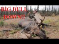 Alaska Moose Hunting Season