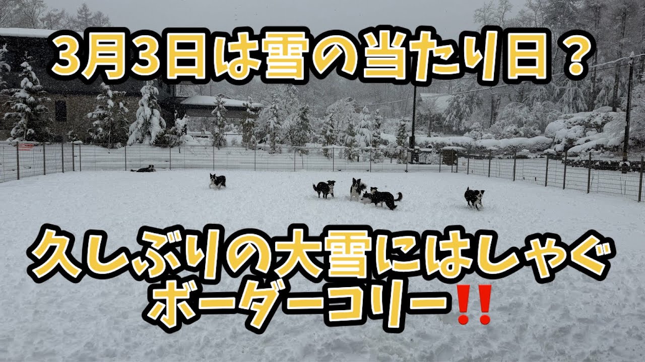 3月3日は雪の当たり日？久しぶりの大雪にはしゃぐボーダーコリー‼️