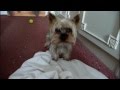 Funny Yorkshire Terrier Compilation
