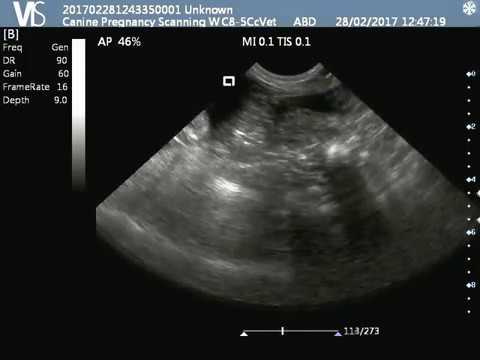 ultrasound pregnancy dog scan