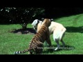 Dog Raises Tiger Cub - Gemma & Veda