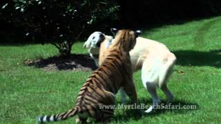 Dog Raises Tiger Cub  Gemma & Veda