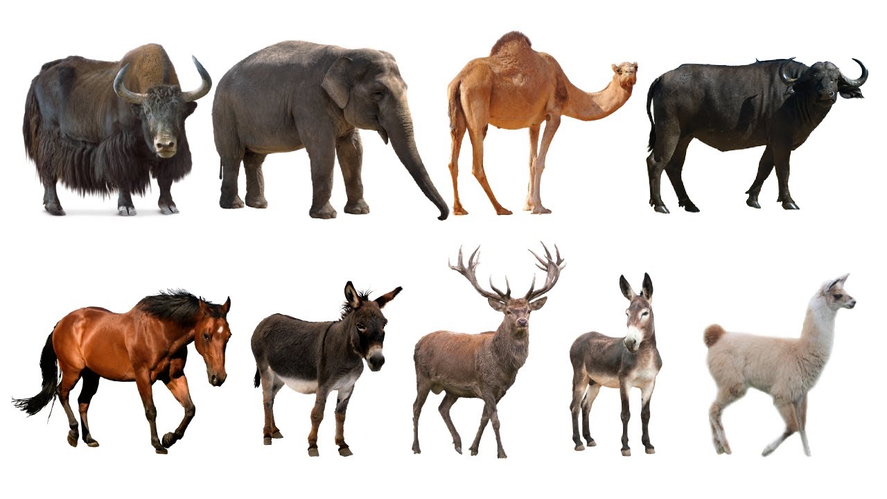 Learn Types of Riding Animals in English! Animal Mounts! Horse, Donkey,  Camel..🐴🐎🦌🦬🐂🐮🐃🦙🐫🐪 - YouTube