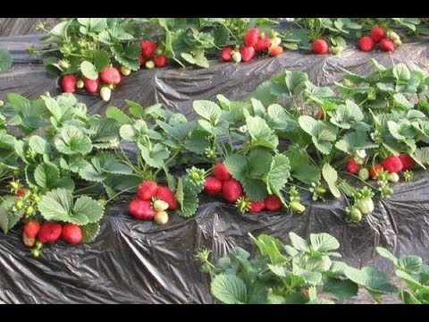 Как правильно сделать