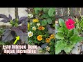 Planté angelonias "gigantes", gazanias, hibisco y semillas de zinnia | gerberas en flor