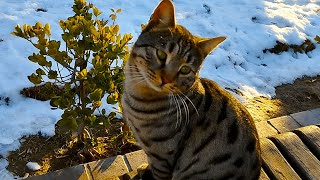 Spending time and feeding the homeless park cats in the snowy weather