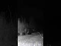 A Whole Line of Piglets Following Mama!🐗 Caught on Tactacam Reveal at Night, Drowning Creek Outdoors