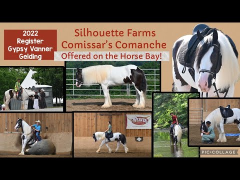 💫Comanche💫 2022 Registered Gypsy Vanner gelding 💥Offered for sale on the Horse Bay!💥 