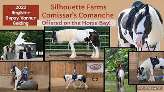 💫Comanche💫 2022 Registered Gypsy Vanner gelding 💥Offered for sale on the Horse Bay!💥 💫Comanche💫 2022 Registered Gypsy Vanner gelding 💥Offered for sale on the Horse Bay!💥